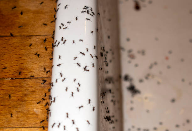 Best Wasp Removal Services  in Brinckerhoff, NY